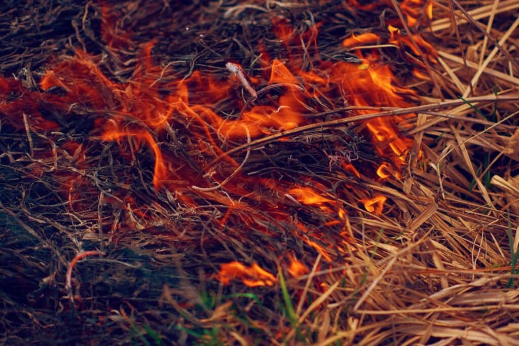 Close-up of wildfire flames and dry grass